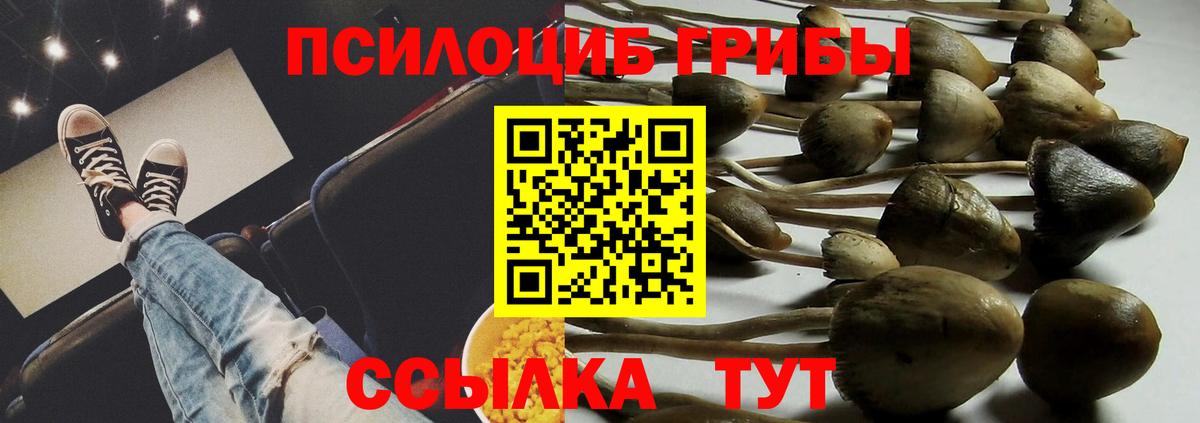 Галлюциногенные грибы Psilocybe Кириши